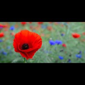 Meet your Posher, Melanie